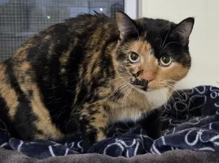 Peanut (Medical Hold)