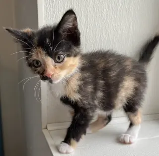 Peanut (Medical Hold)