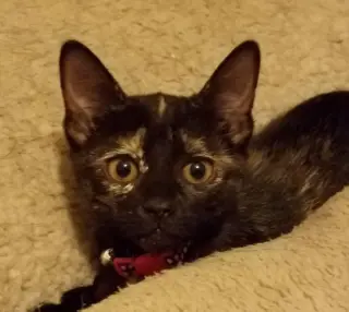 ANNIE
