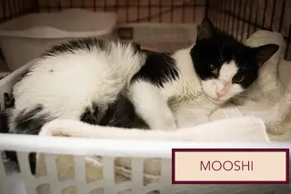 Mooshi (FCID# 08/24/2026 - 25 Trainer)