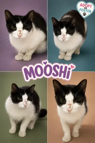 Mooshi (FCID# 08/24/2026 - 25 Trainer)