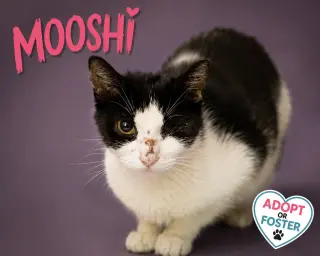 Mooshi (FCID# 08/24/2026 - 25 Trainer)