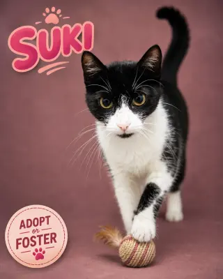Suki (FCID# 08/04/2026 - 26 Trainer)