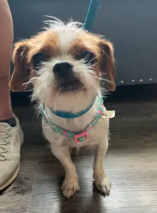 Matilda * Adoption Pending*