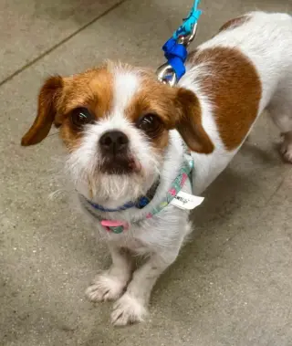Matilda * Adoption Pending*