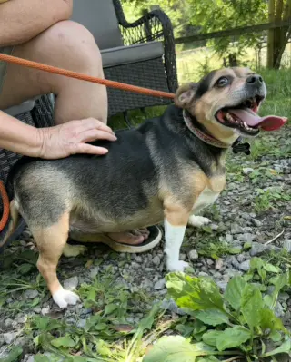 Zuni *Adopt or Foster*