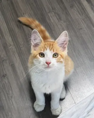 Toby