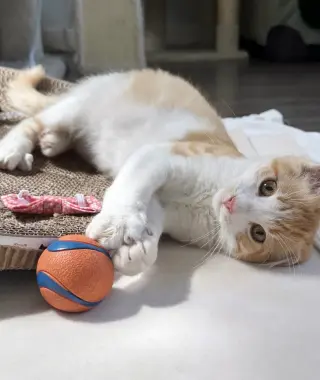 Toby