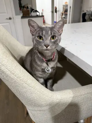 maeve
