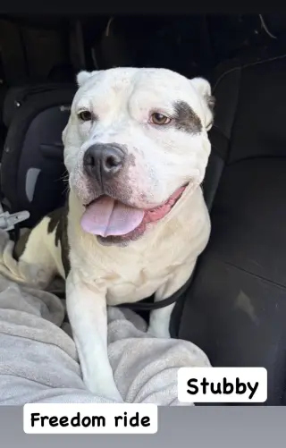 Stubby