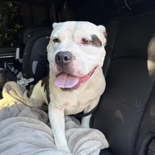 Stubby