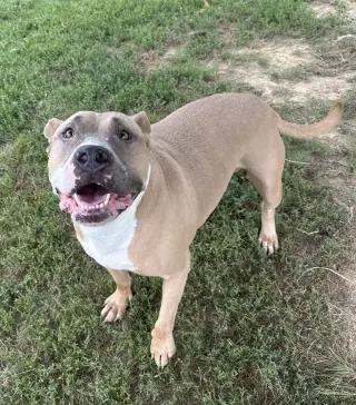 Tazz