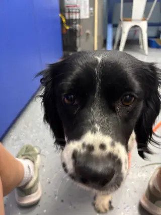 Prescott - ADOPTION IN PROCESS