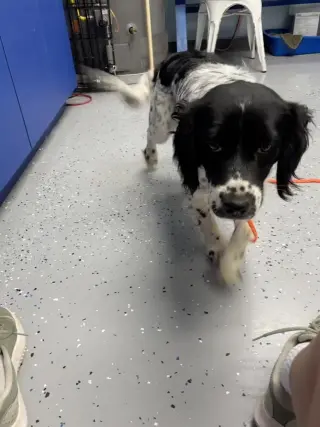 Prescott - ADOPTION IN PROCESS