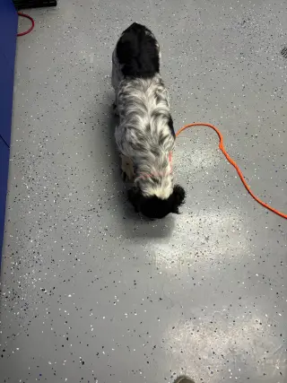 Prescott - ADOPTION IN PROCESS