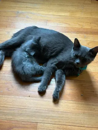 Dumpling Squash