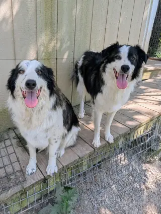 Joker & Jedi