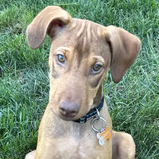 Kori