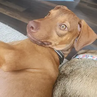 Kori