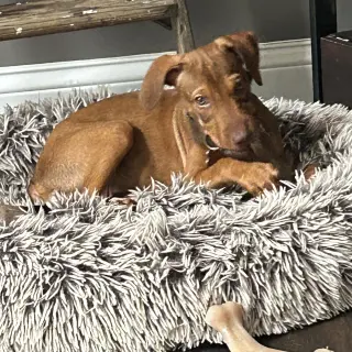 Kori