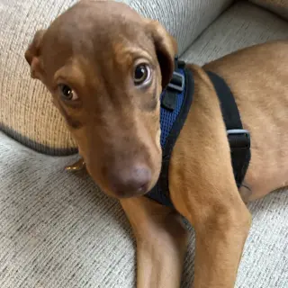Kori