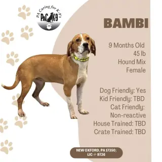 Bambi