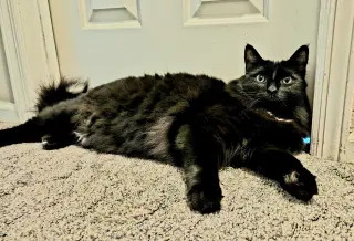 Merlin