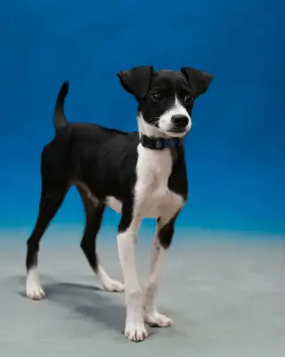 LASSO