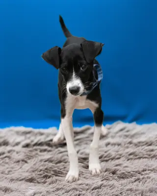 LASSO