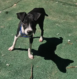 LASSO