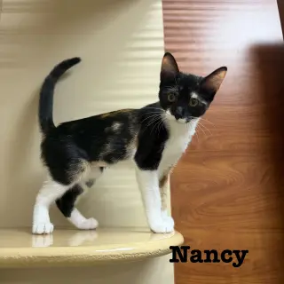 Nancy