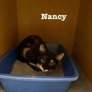 Nancy