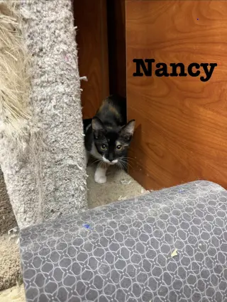 Nancy