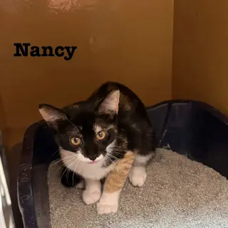 Nancy