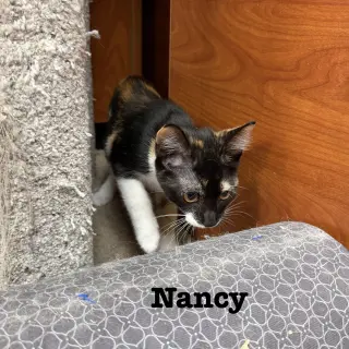 Nancy