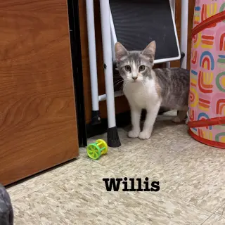 Willis