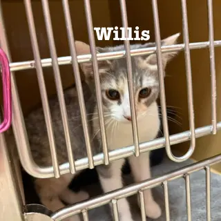 Willis