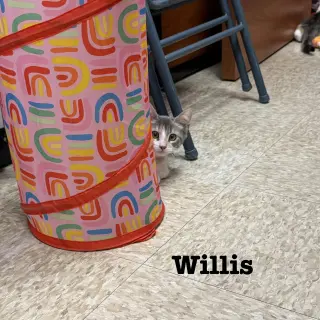 Willis
