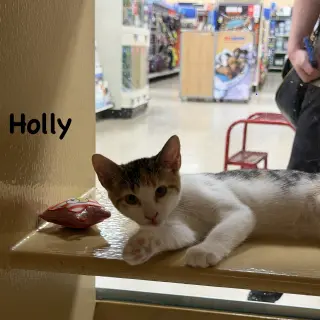 Holly
