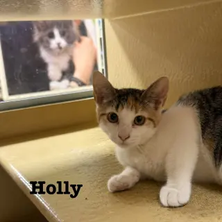 Holly