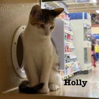 Holly