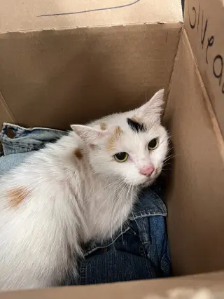 Baby Kitty- WAIVED FEE- indoor/outdoor