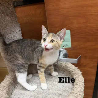 Elle