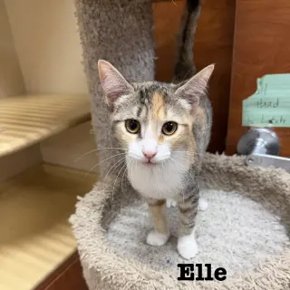Elle