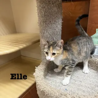 Elle