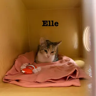Elle