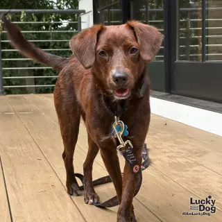 Opie