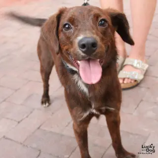 Opie