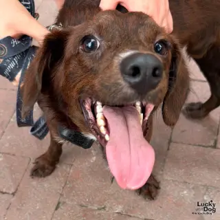 Opie