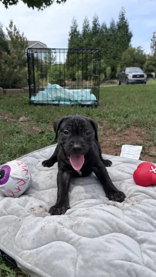 Bear- Cora's Litter